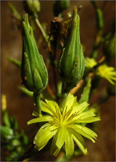 sm 726 Wild Lettuce.jpg - Wild Lettuce (Lactuca virosa):Non native with sticky white milky sap.